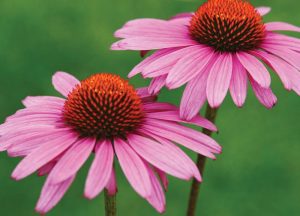 Echinacea rimedi invernali